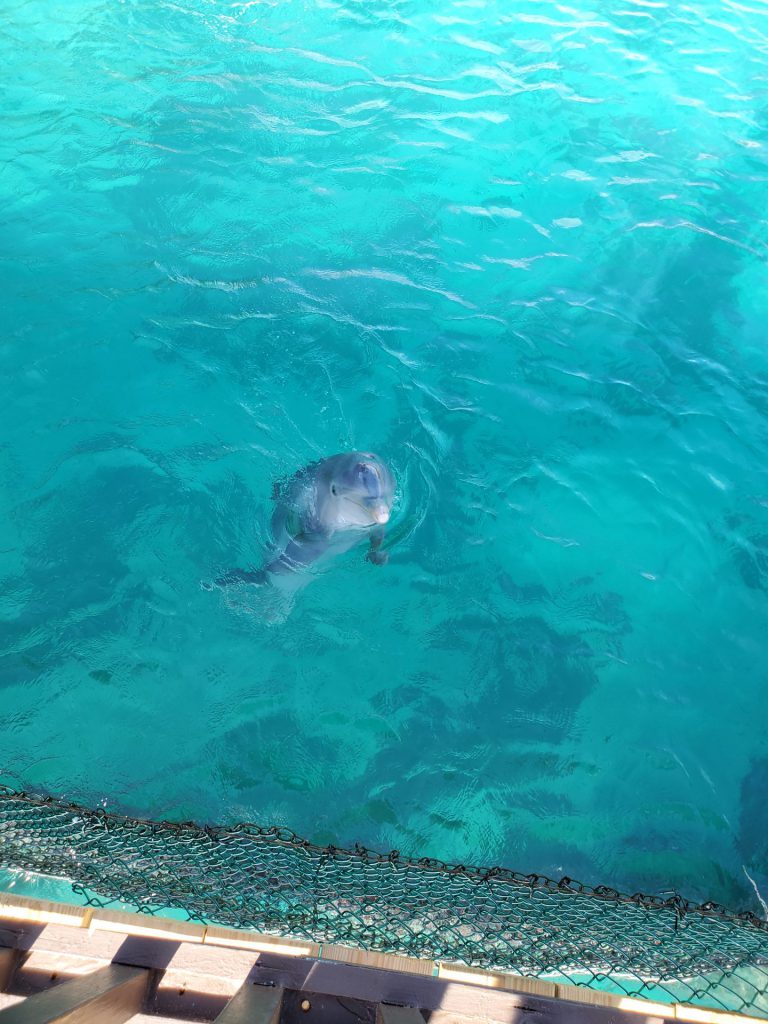 If sea lions don't tickle your whiskers, you can spend time with dolphins or stingrays.